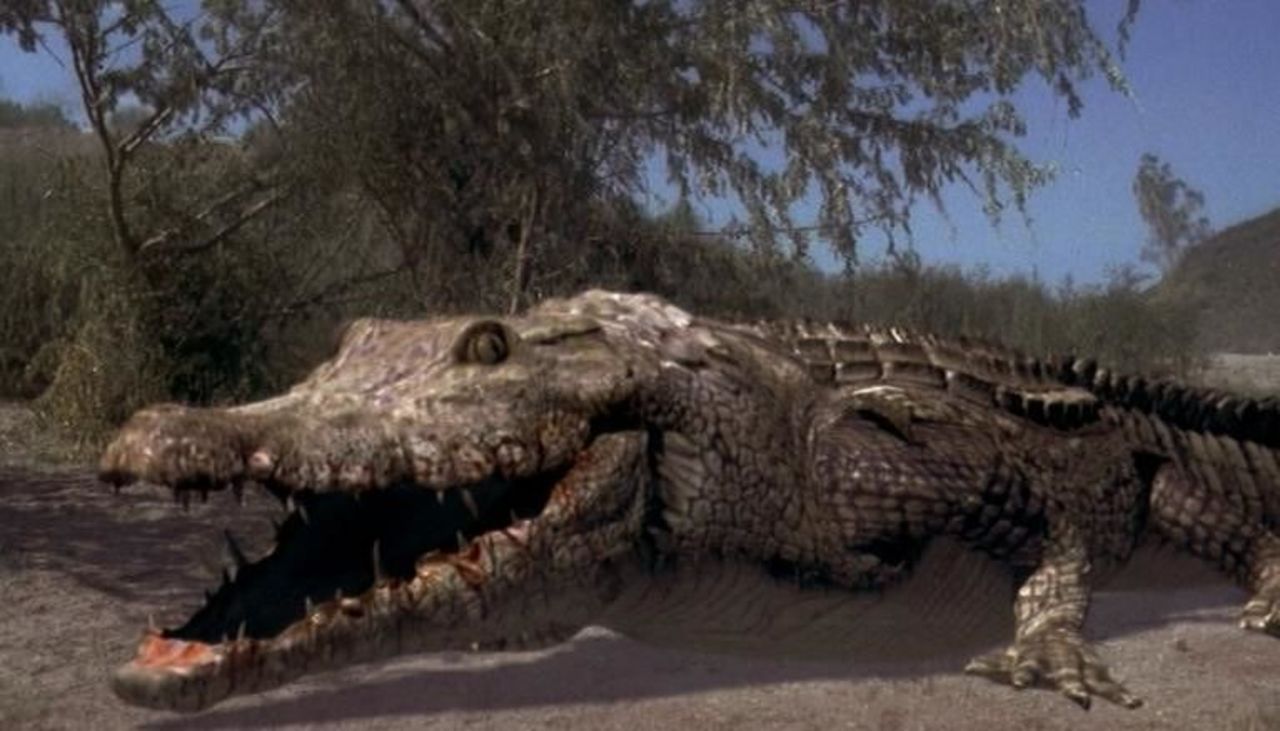 crocodile header