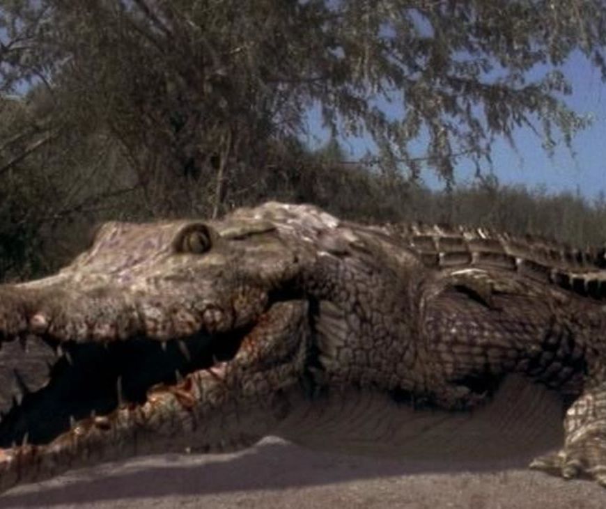 crocodile header
