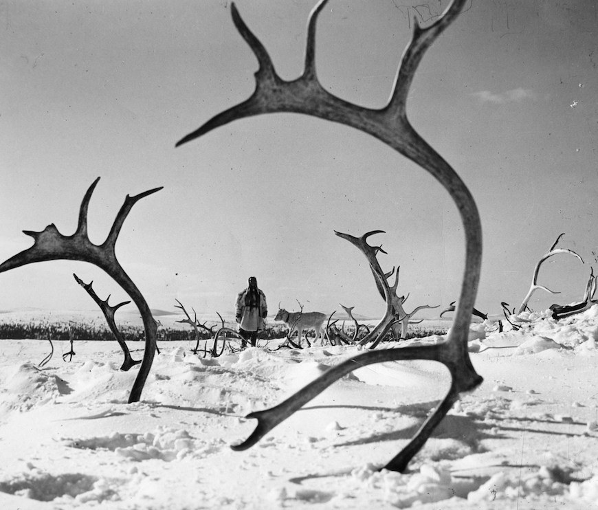 the white reindeer header
